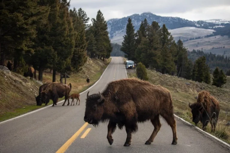 Top Wildlife Drives in America: The Complete Field Guide